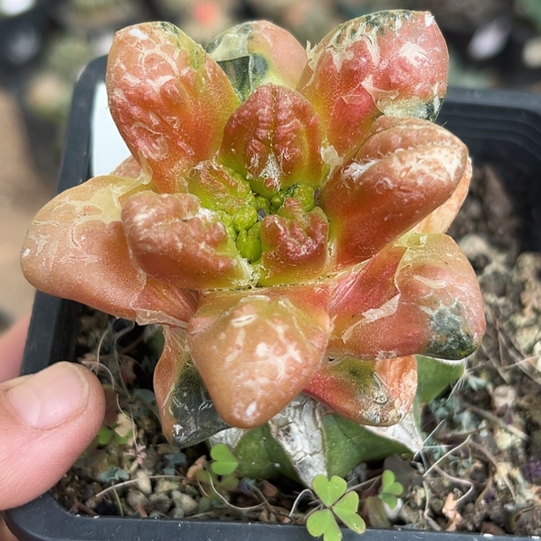 完全开放福利散班花锦大尤龟怒红锦牡丹016