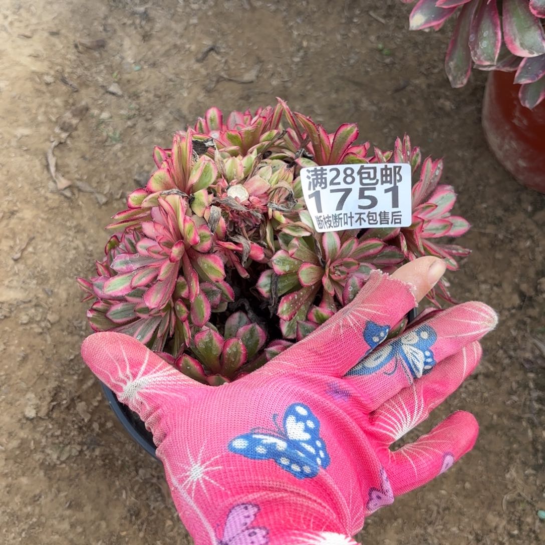 M. 1751白月光多肉。bab