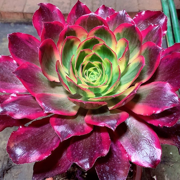 魅影老桩，多肉植物