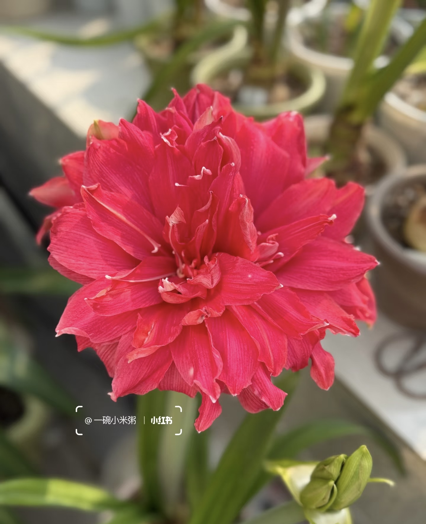 栖野绿境 现货新球荷兰进口重瓣朱顶红【糖果仙女】1颗包邮