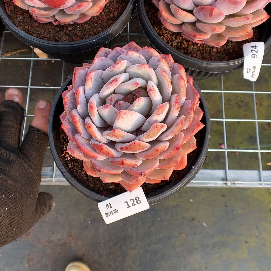 128梦露多肉植物6666