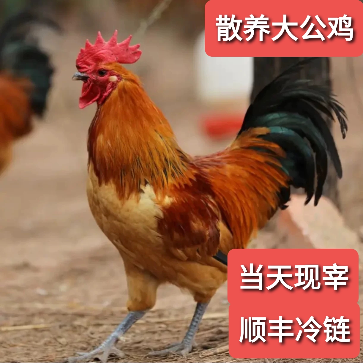 特价款散养老公鸡沂蒙山草鸡 草鸡走地鸡 笨鸡顺丰冷链当天现宰