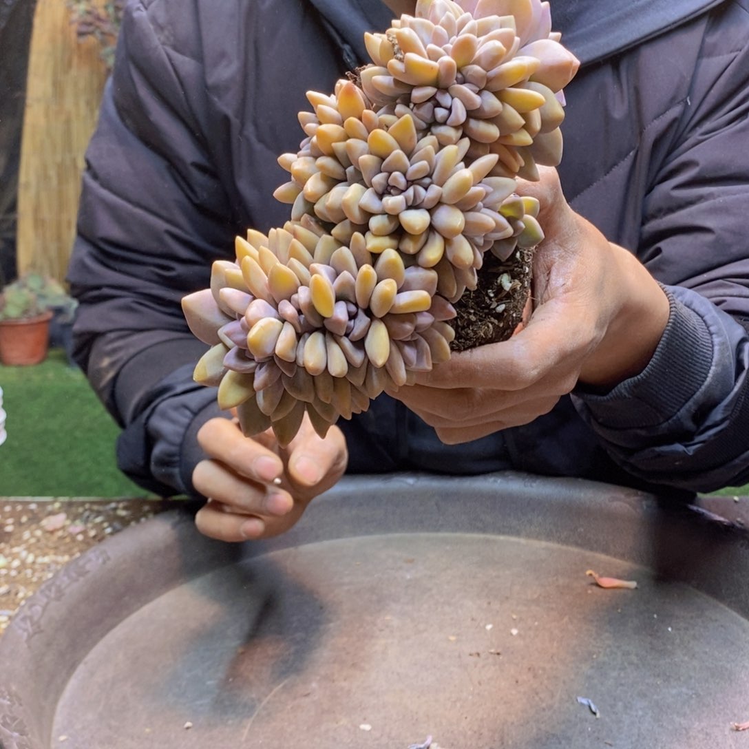 晴***3E81号淡雪缀