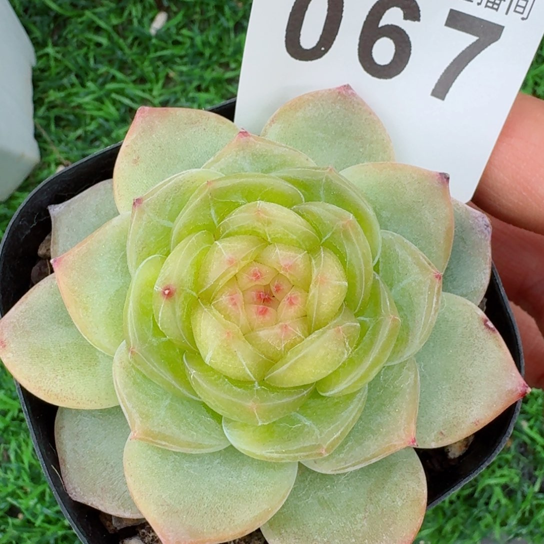 秘密武器         精品多肉