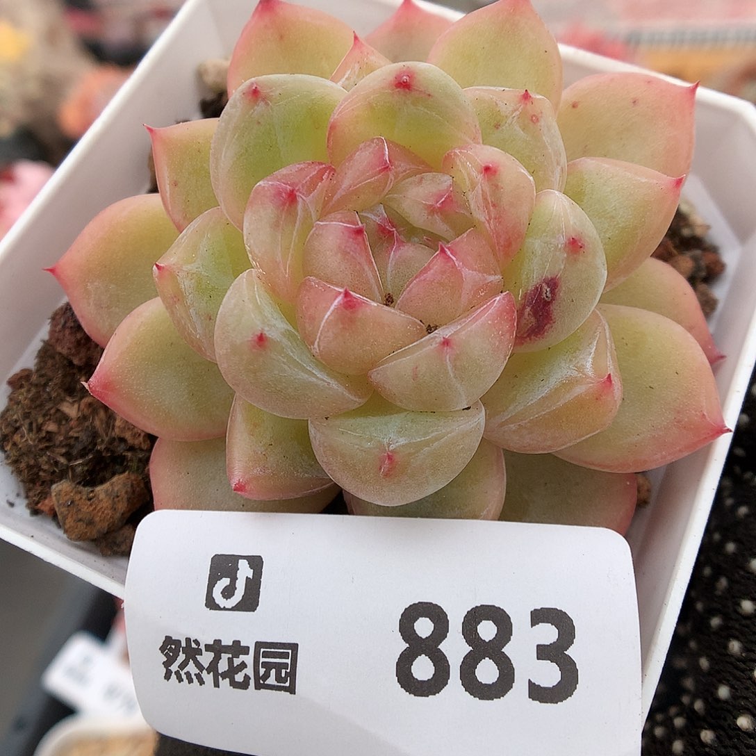 883珍妮多肉植物6633