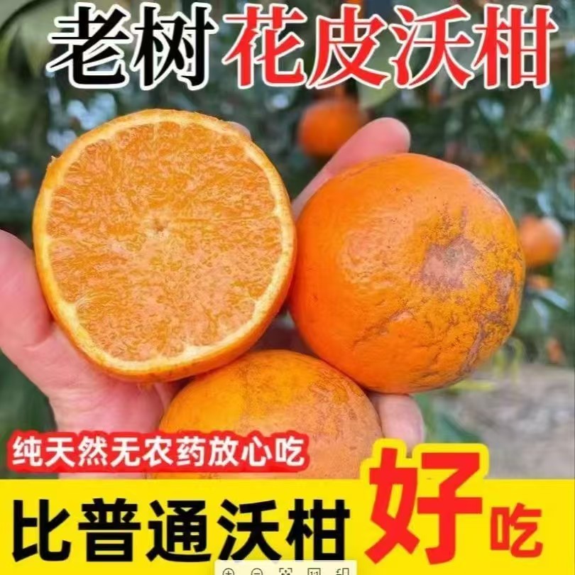 正宗广西武鸣老树花皮沃柑