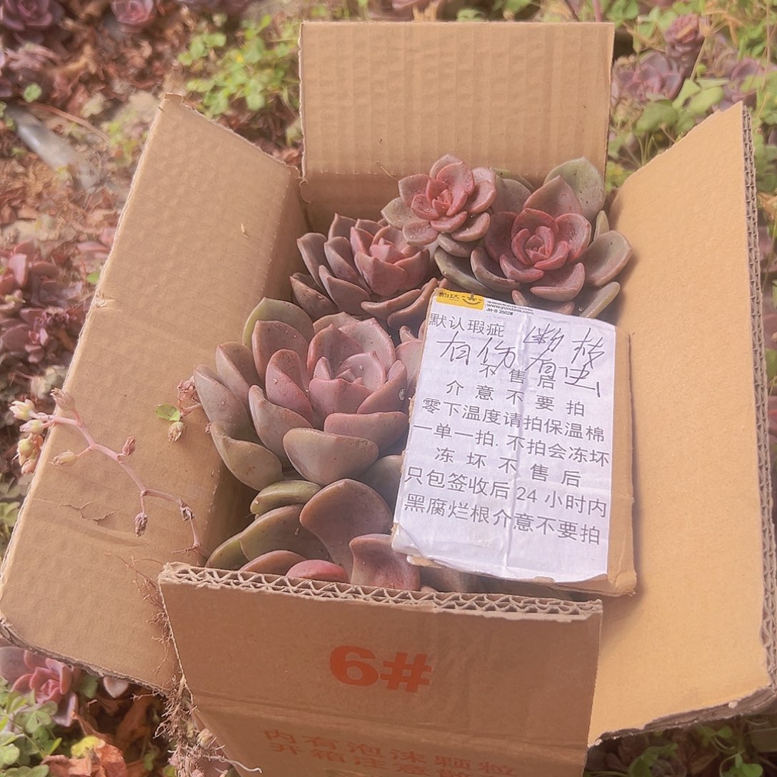 琉璃盏一箱默认瑕疵断枝介意勿拍