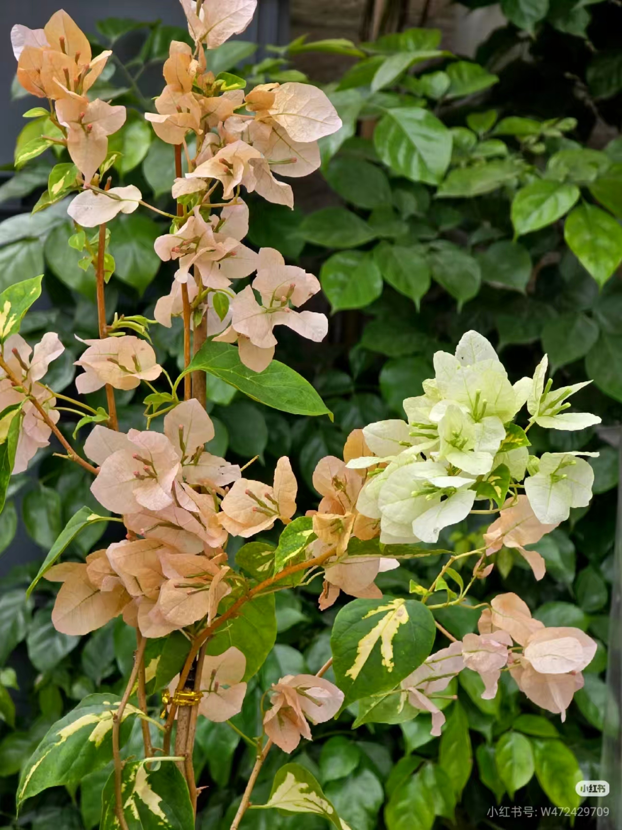 【金星黄白】三角梅小红盆盆苗链接