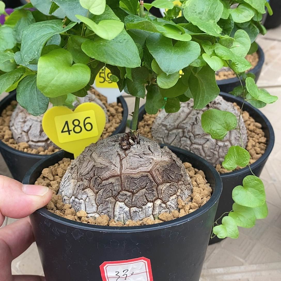 南非龟甲龙龟甲龙