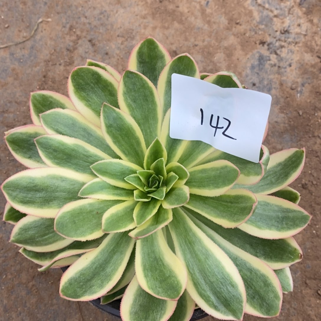 142青莲多肉植物