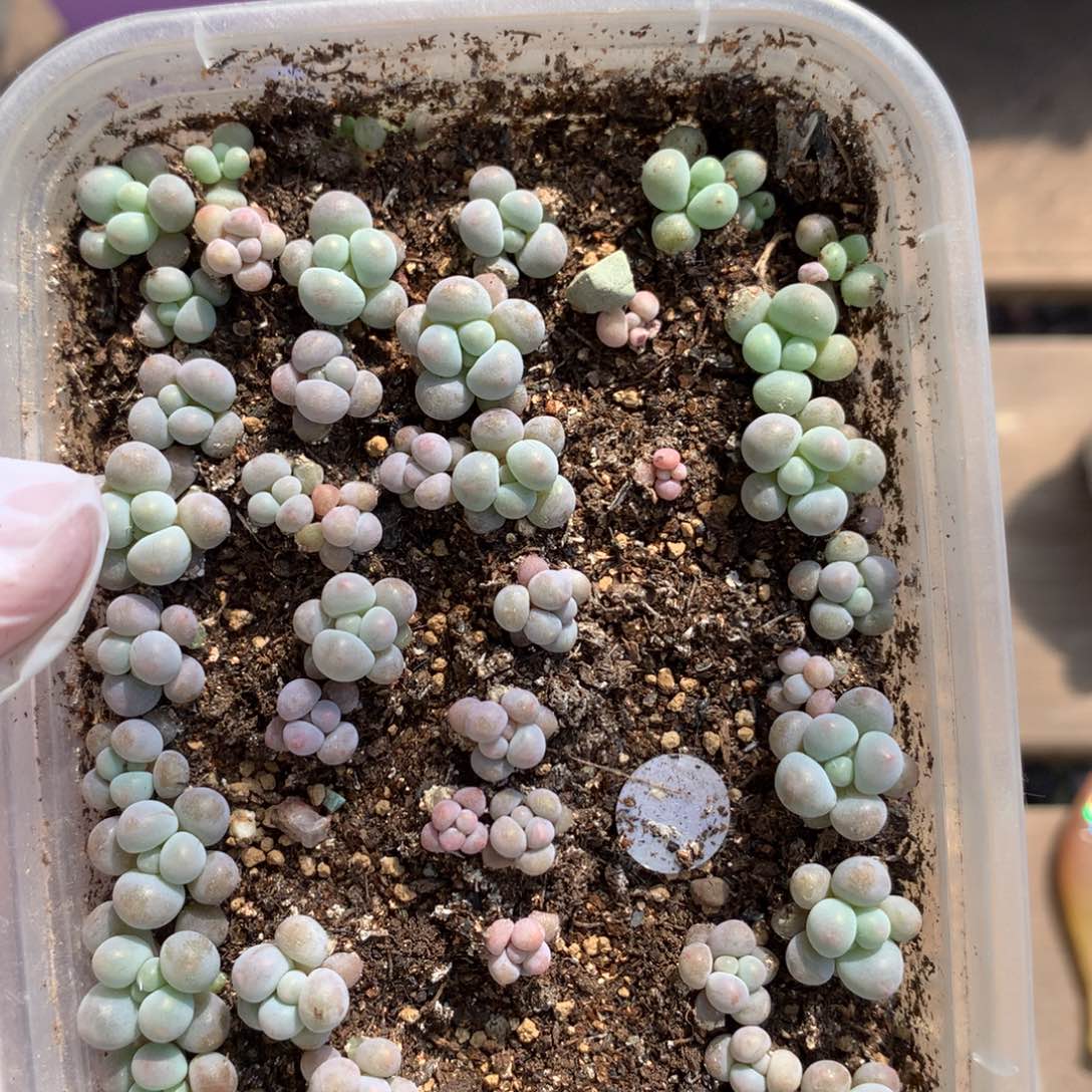 樱花奶哈哈哈哈哈哈量拍