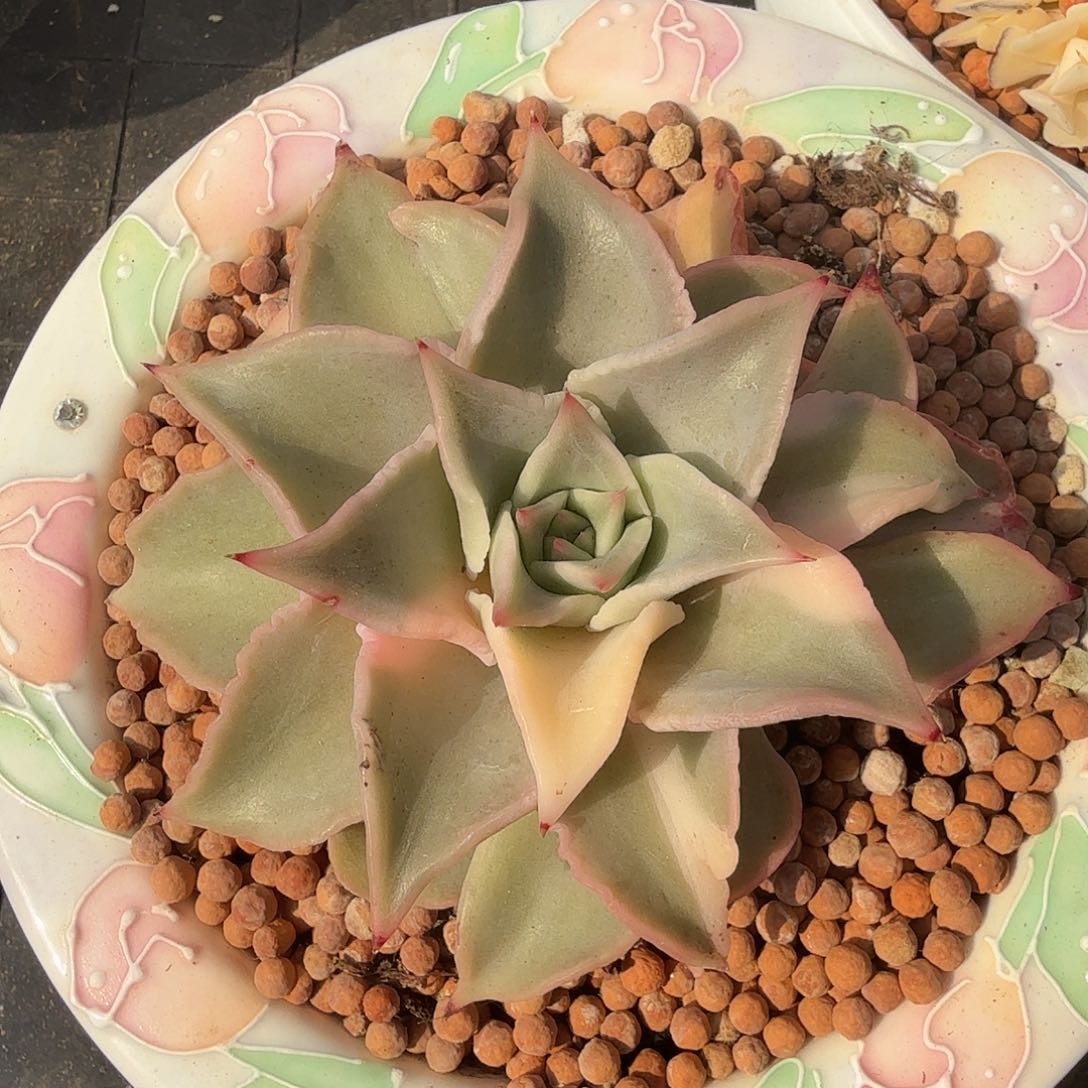 饺子皮锦，多肉植物