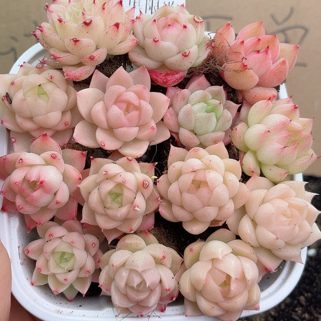 1-78 新疆西藏内蒙不发12.8包邮23公分多肉