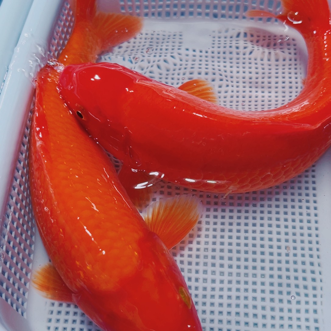 海水鱼锦鲤冷水观赏鱼