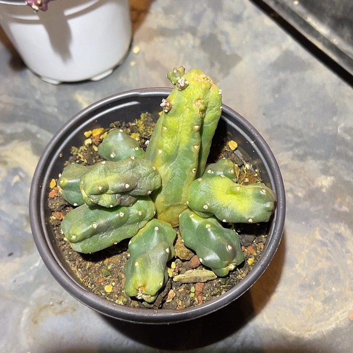 满38包邮2天凑单，脱土晾根发货多肉植物