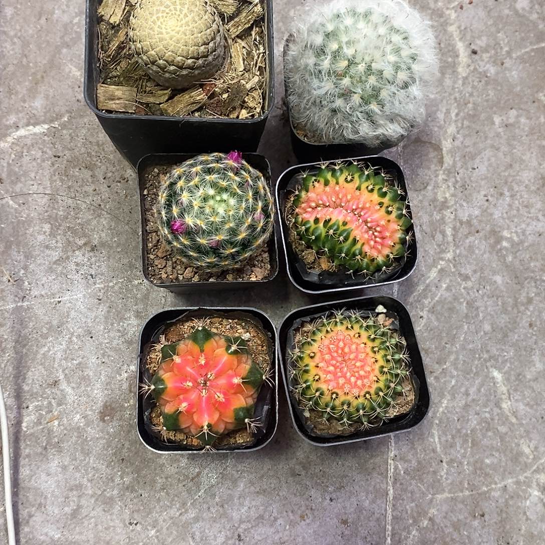 7***S一物一拍6棵仙人球