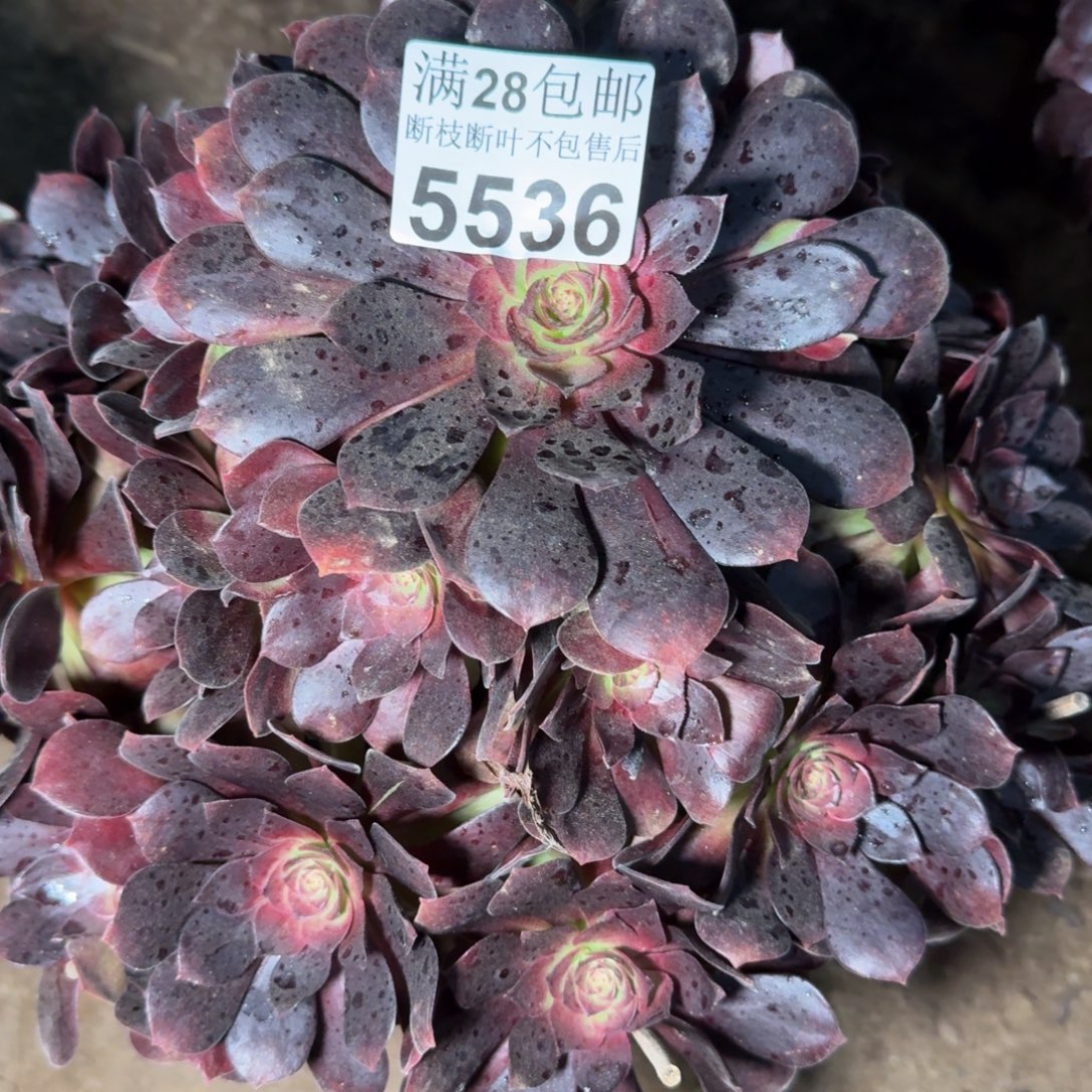 5536美人多肉植物