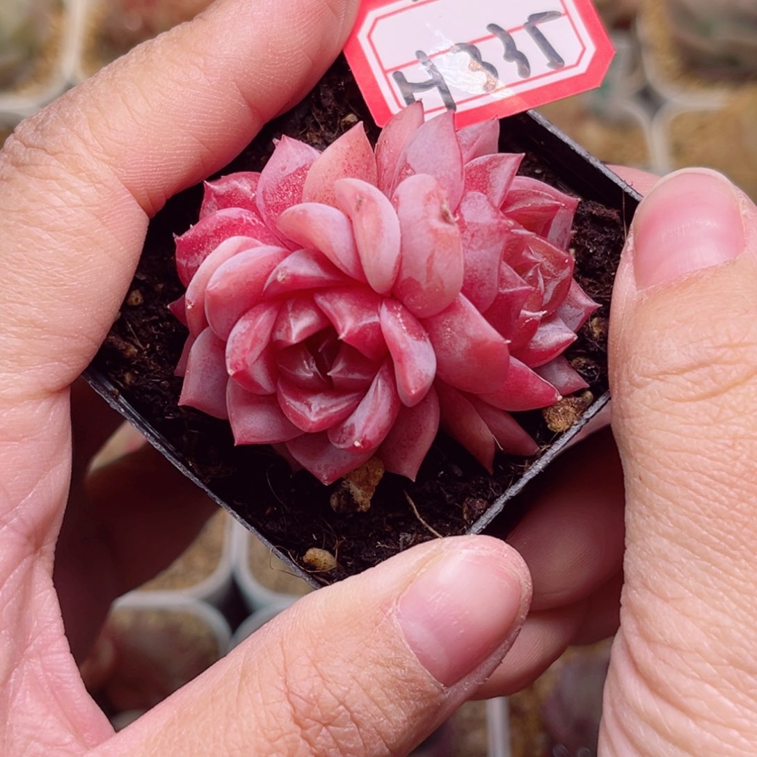 H335一物一拍 金樽