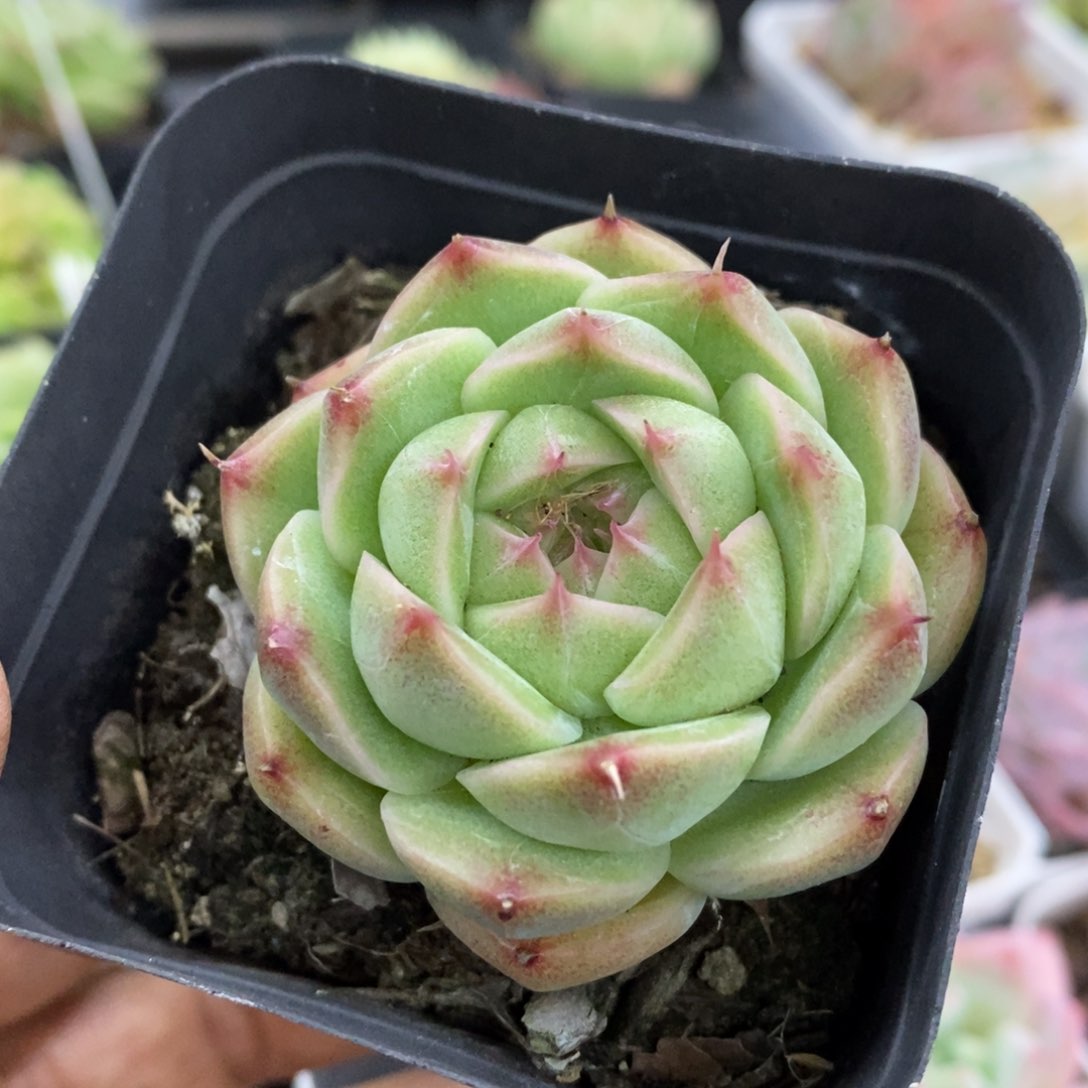 精品多肉一物一拍不包整218