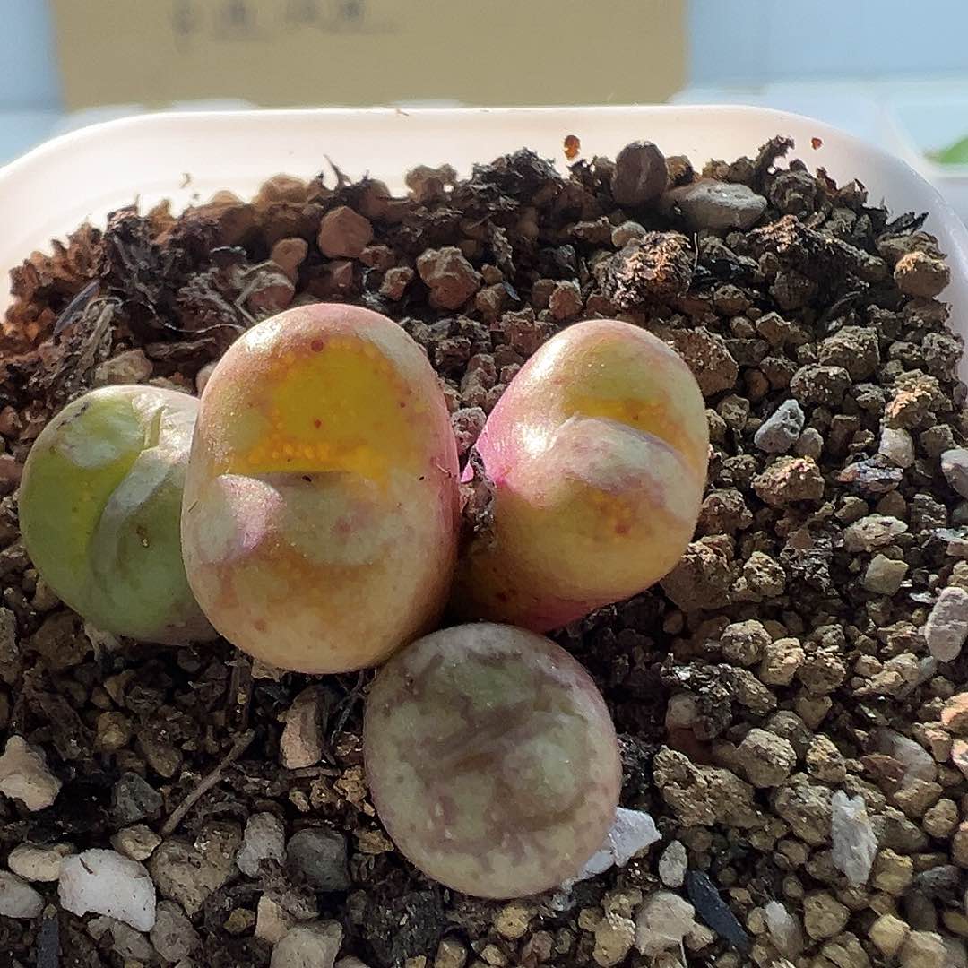 673猴脸1111111111111