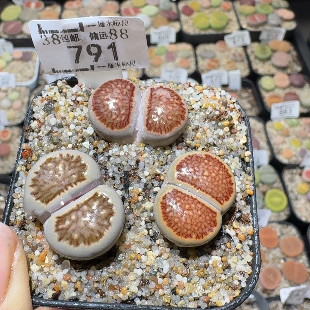 艷***錺Sss清了便宜卖791