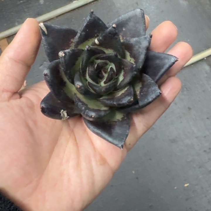 魔王 单头 一物一拍