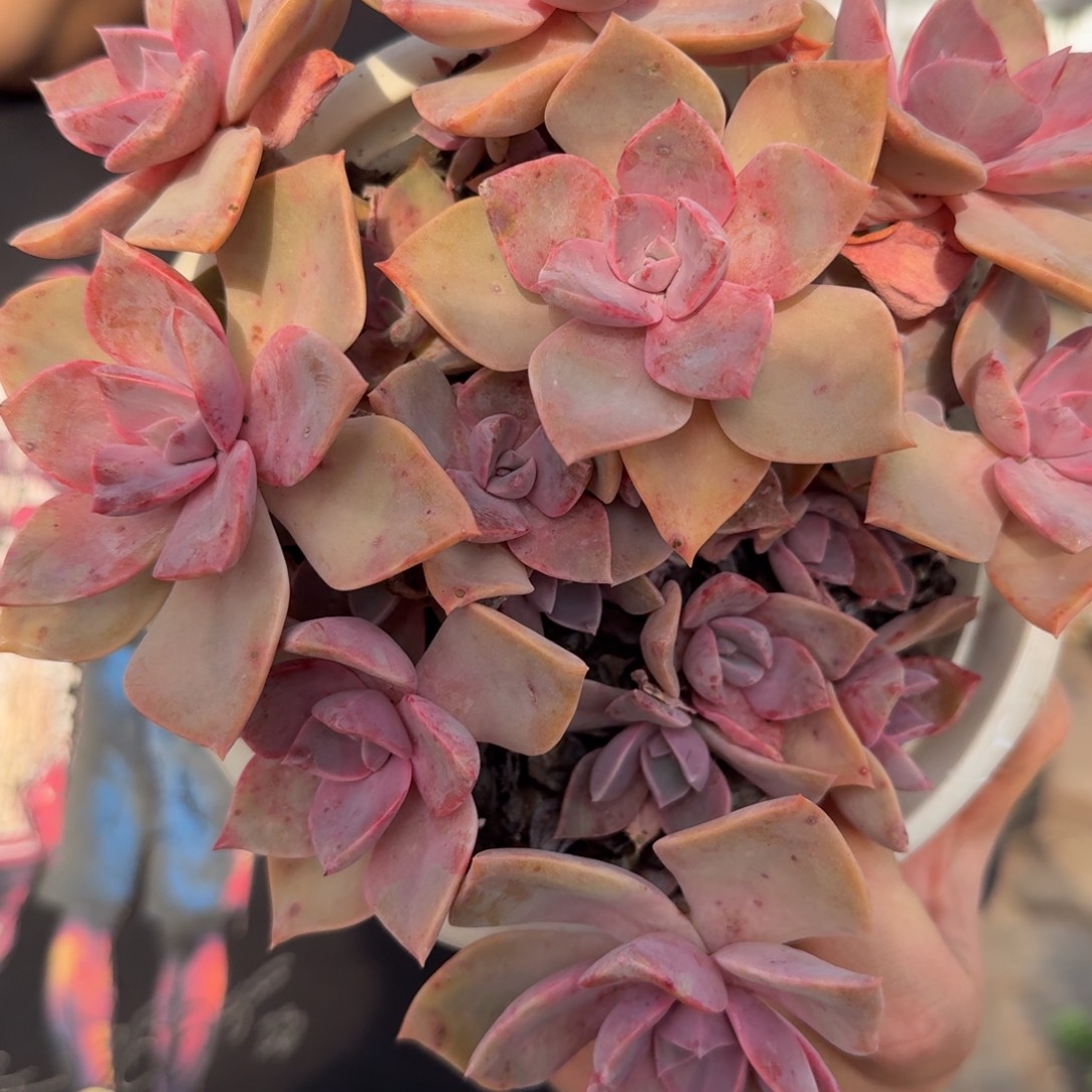 中国初恋整装一盆