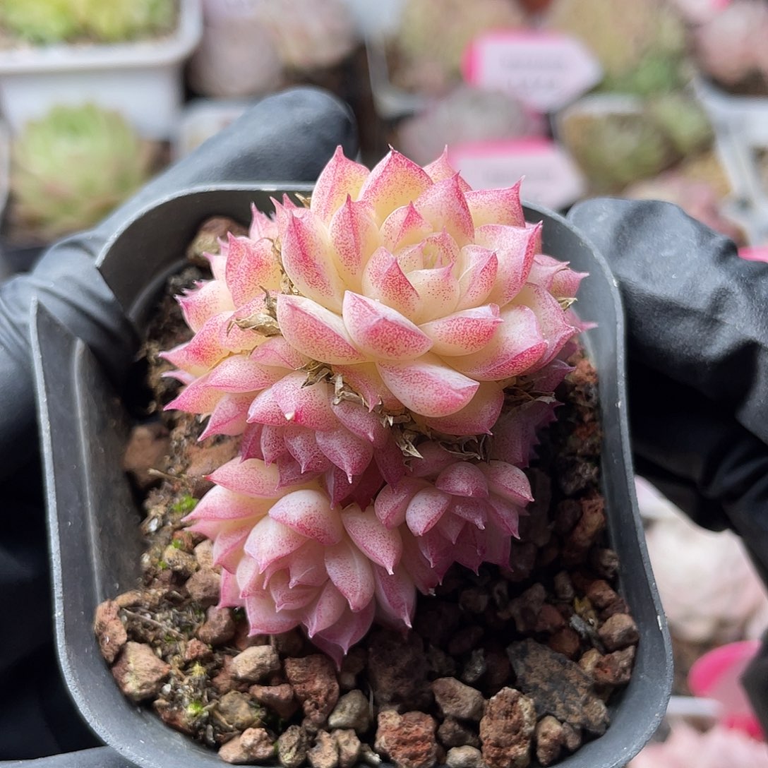 优选女王精品1288