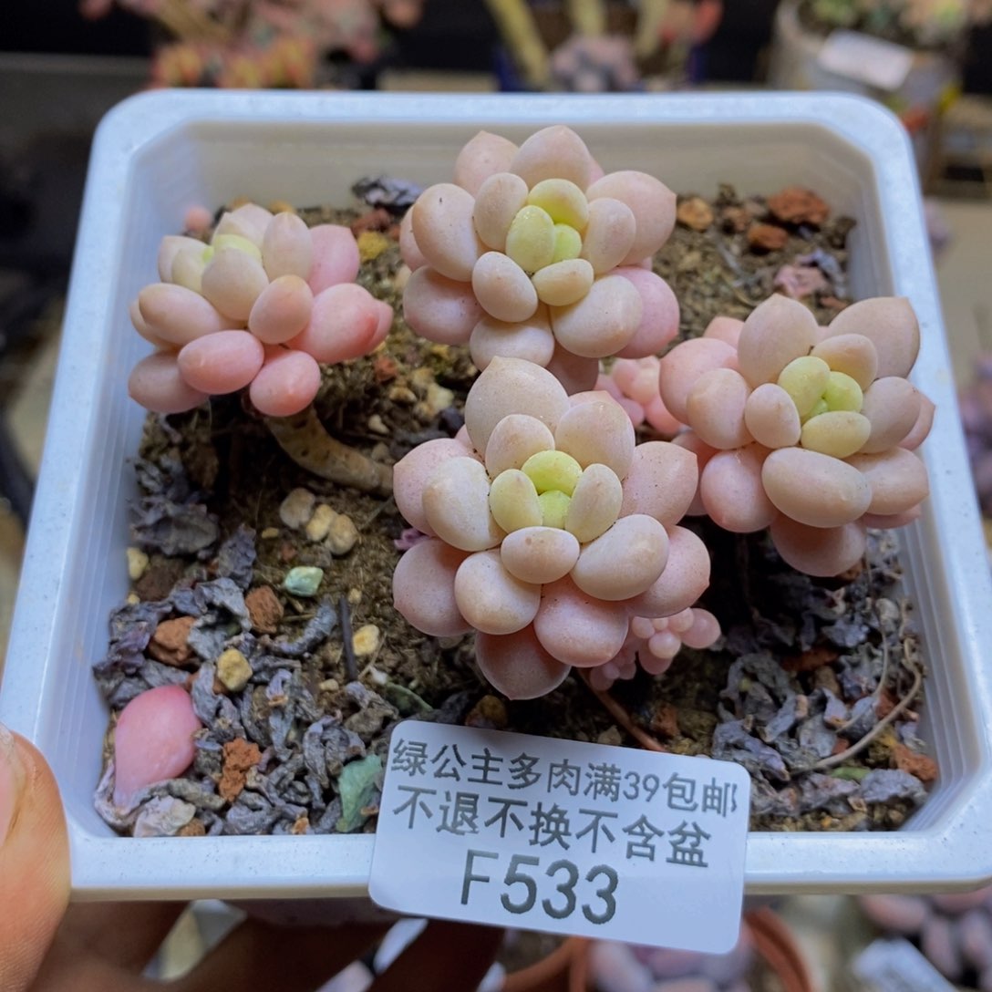 533鱼子酱多肉有断枝