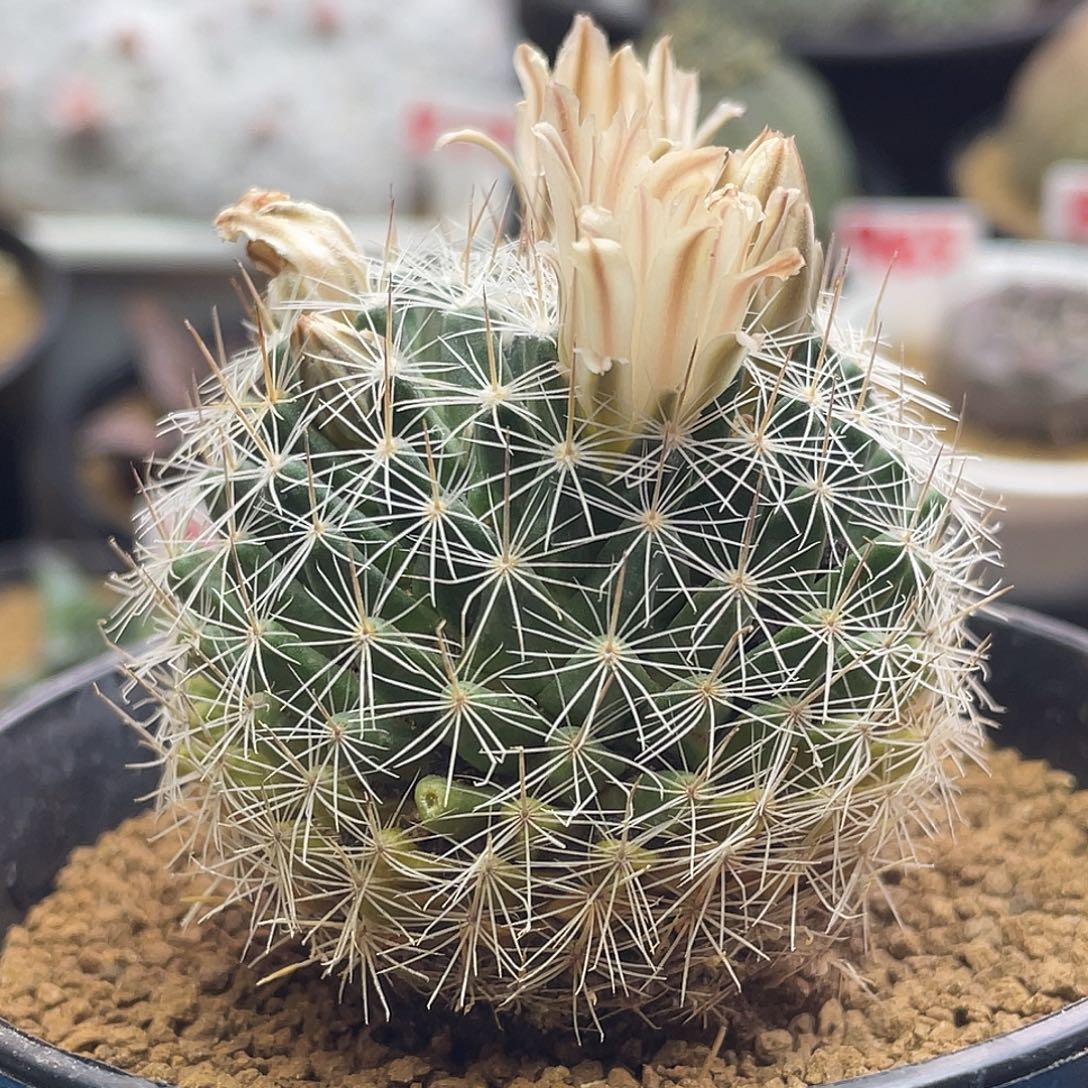 实生巨根关白仙人球