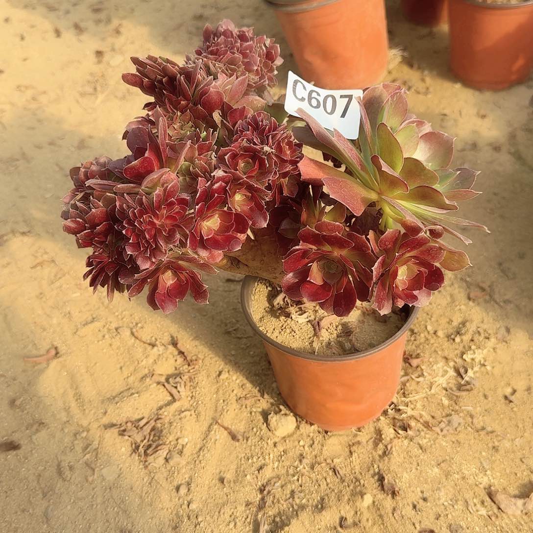 607火玫瑰有伤一颗呀呀