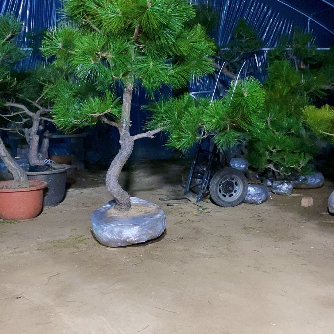 完全开放江**海黑松实物图是