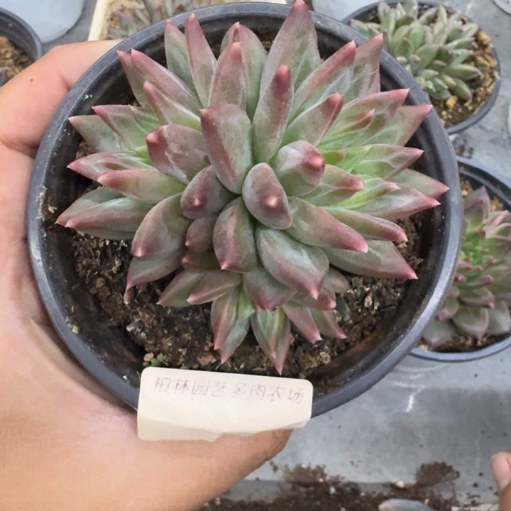 美人杂交 一物一拍