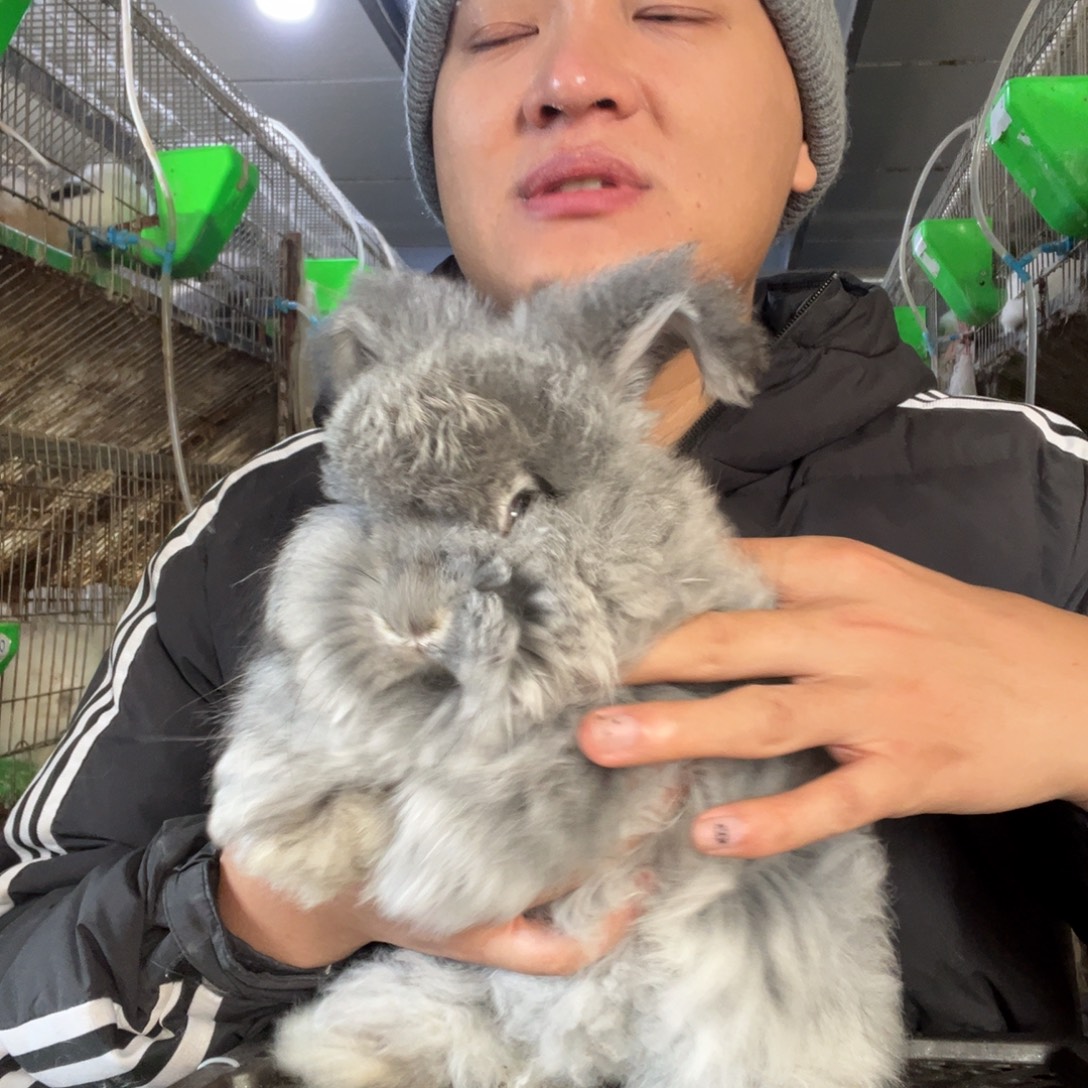 双血统英系安哥拉兔