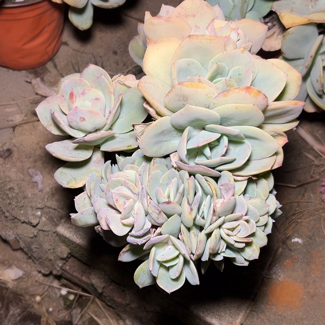小***?白凤缀化5866