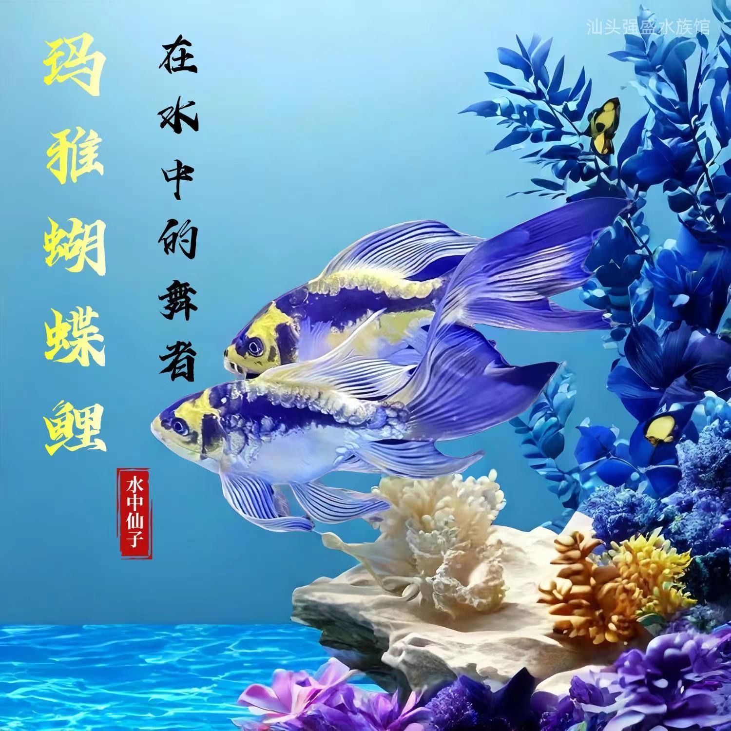 德系熊猫玛雅蝴蝶鲤冷水易养冬天不需加热好养活泼好动可爱观赏鱼