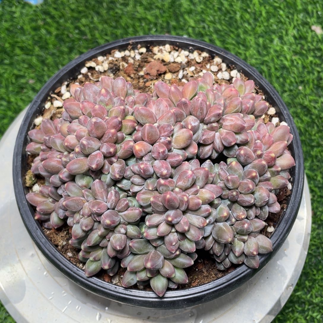 千代田之松缀化多肉植物