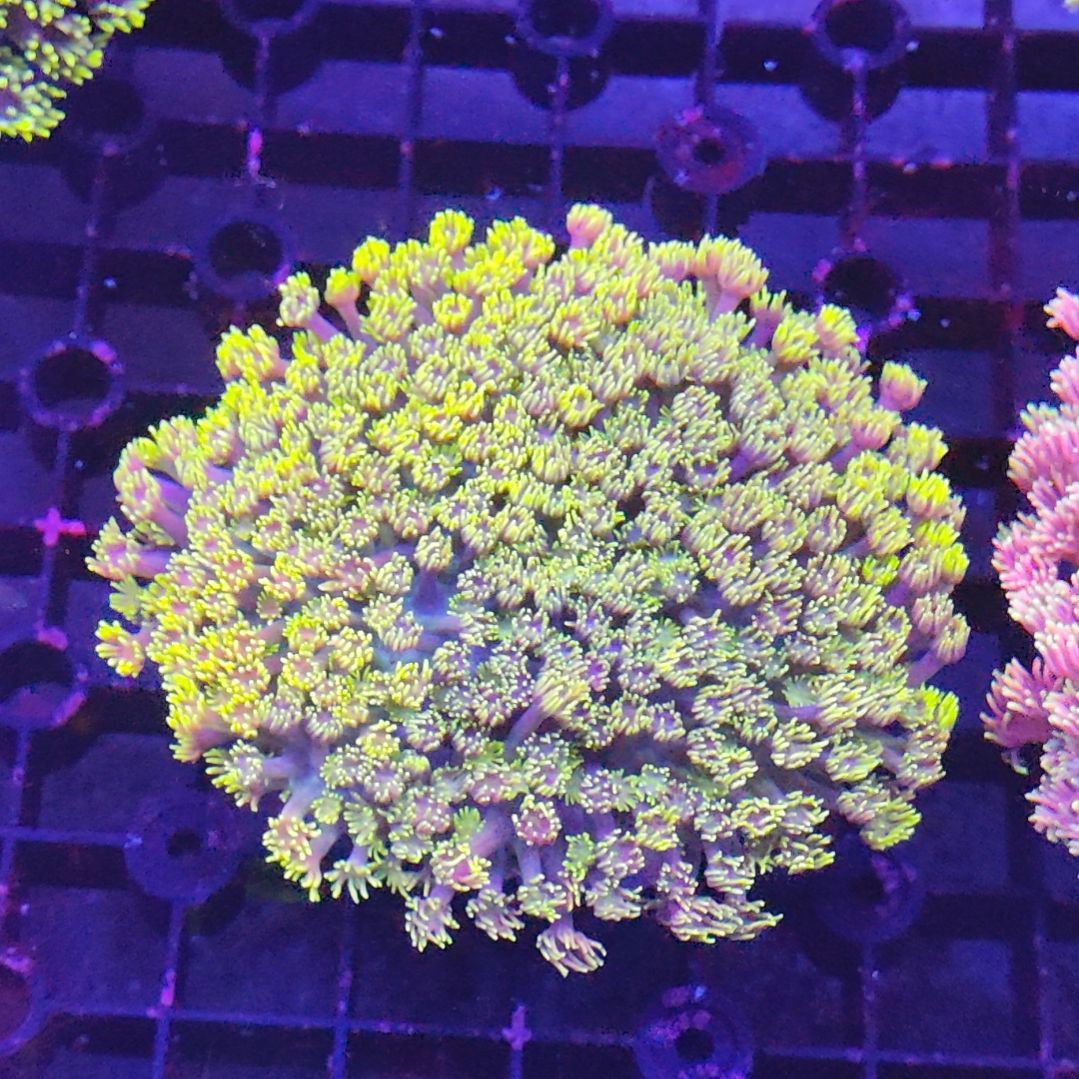 智海珊瑚竞品 不支持退货不包邮接受下单