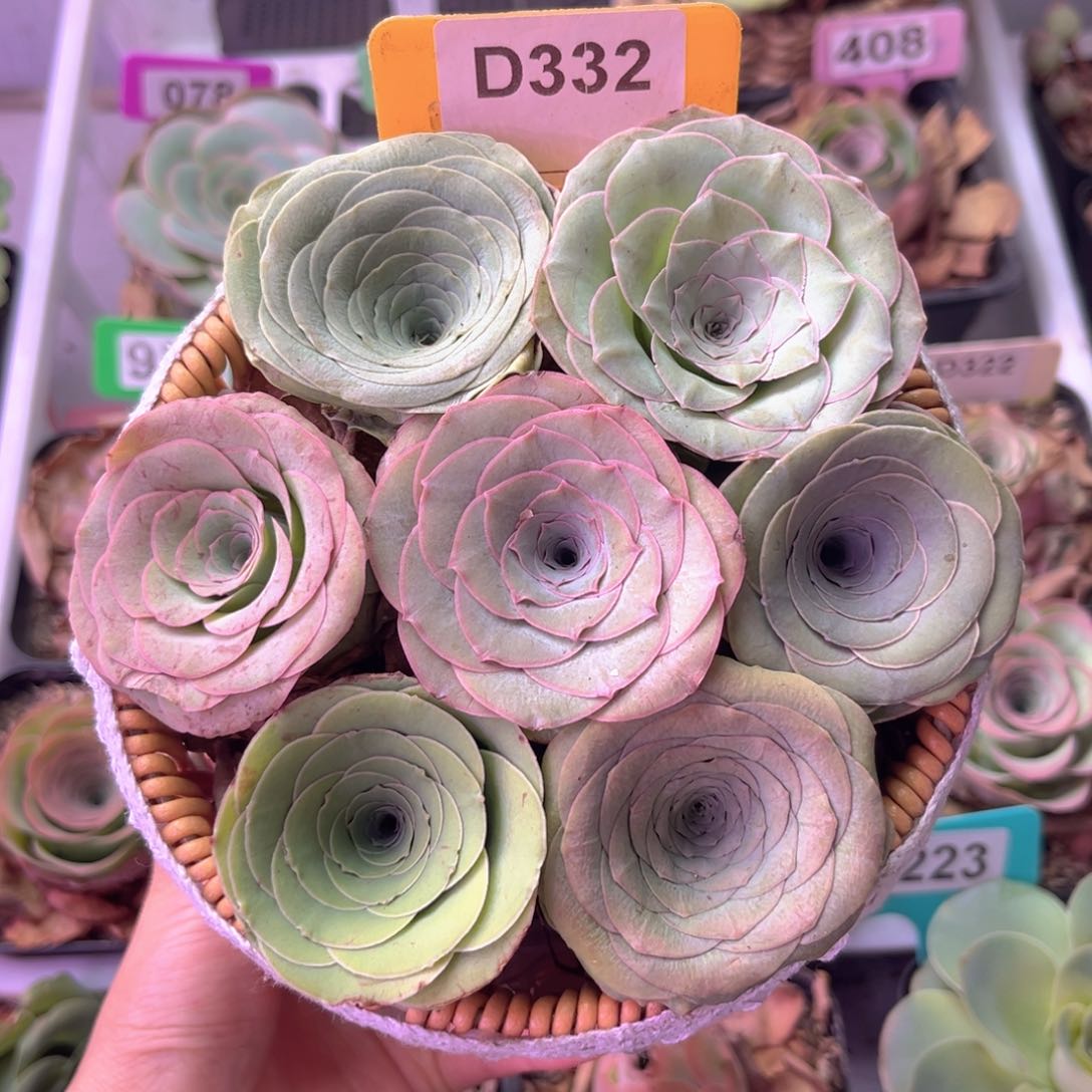 A***空混合玫瑰花篮D332 7颗裸根发