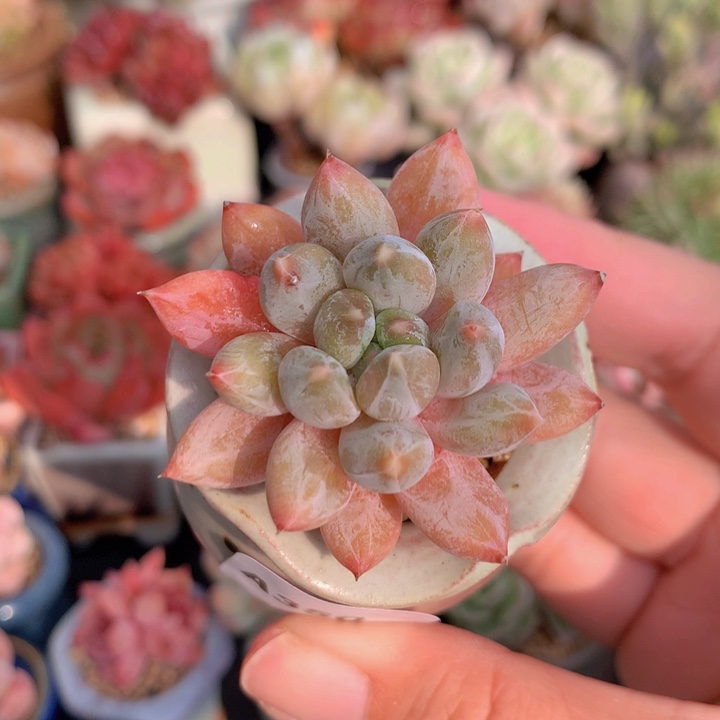 一物一拍含盆土满38包邮A350