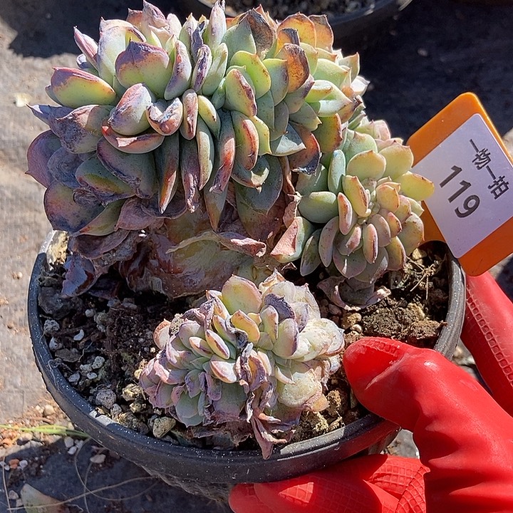 119 一物一拍不退不换