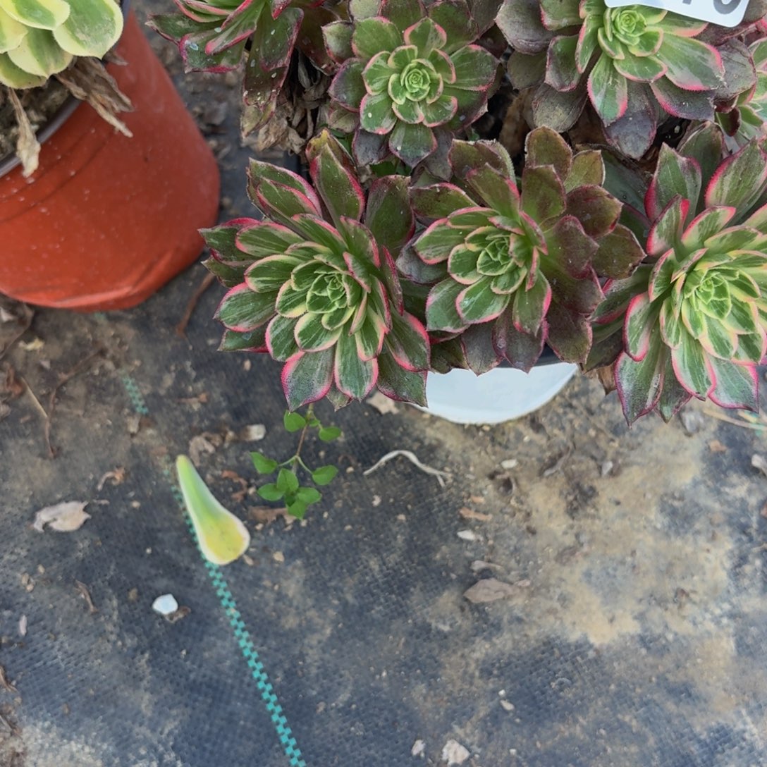 473多肉植物捧花的时候