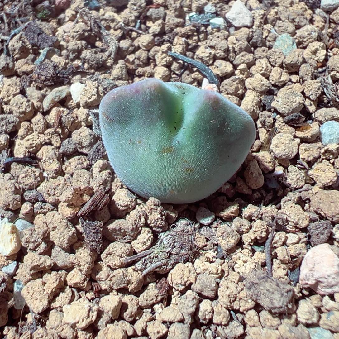 1224-470多肉多日空蝉