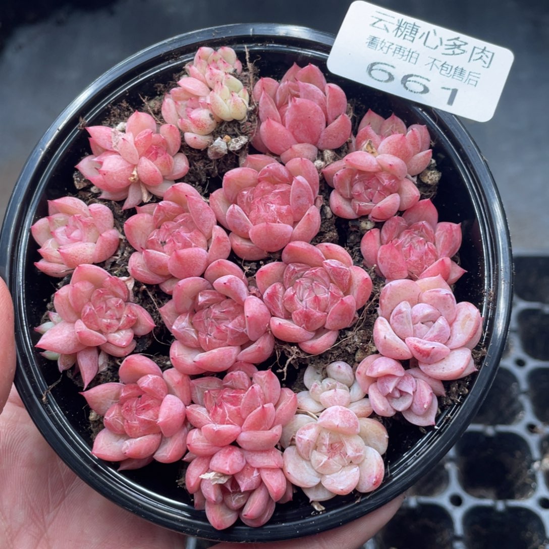 云糖心多肉植物661