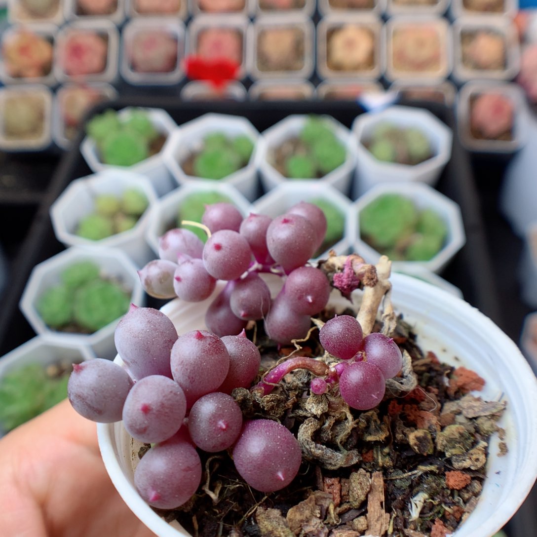 一物一拍精品多肉。1118