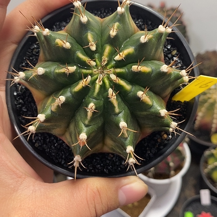 泰系全品米哈——元旦福利6