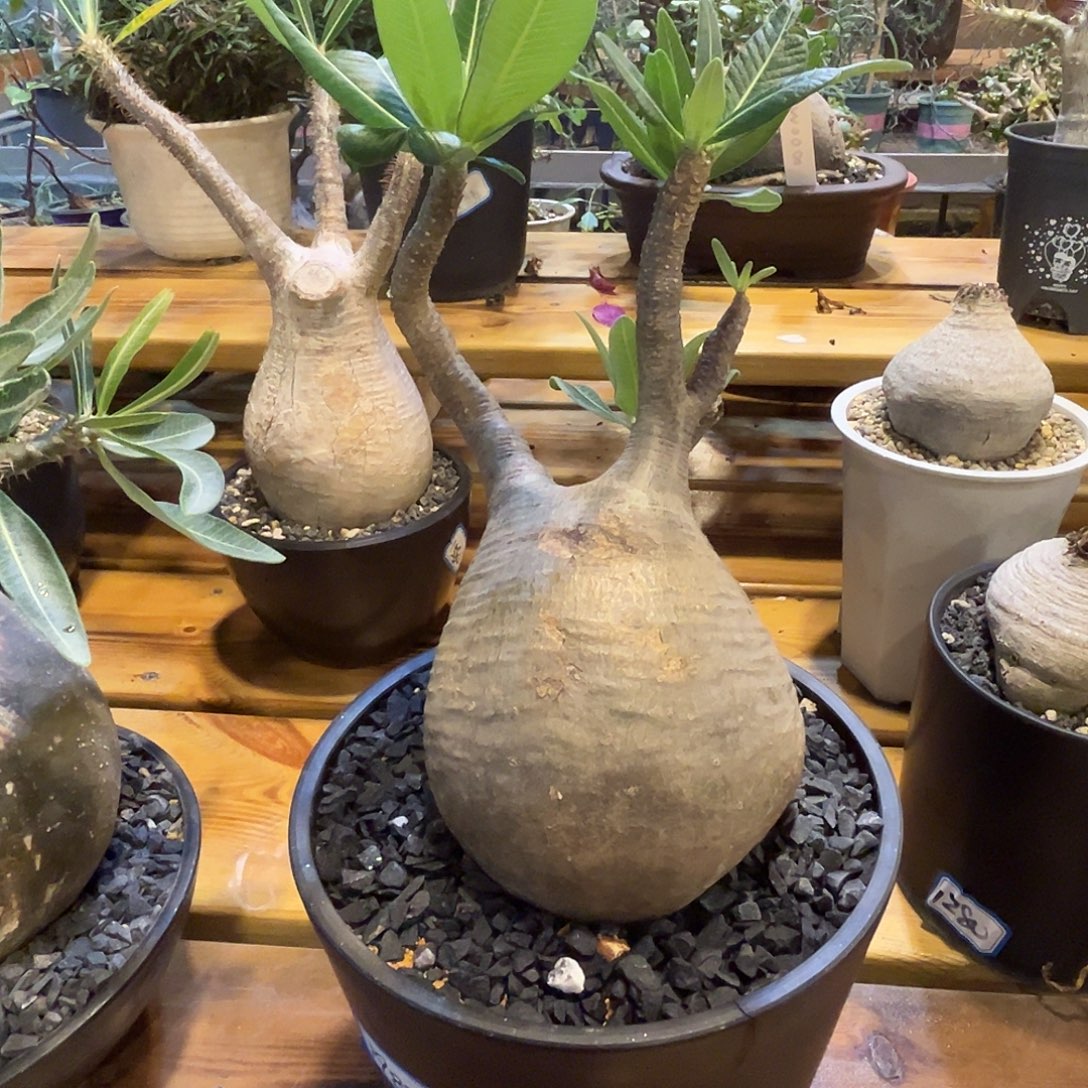 汤圆植物象牙宫好看