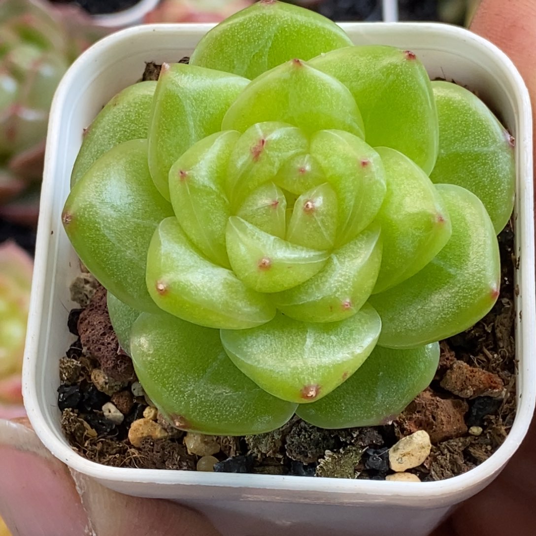 天官赐福百无禁忌
