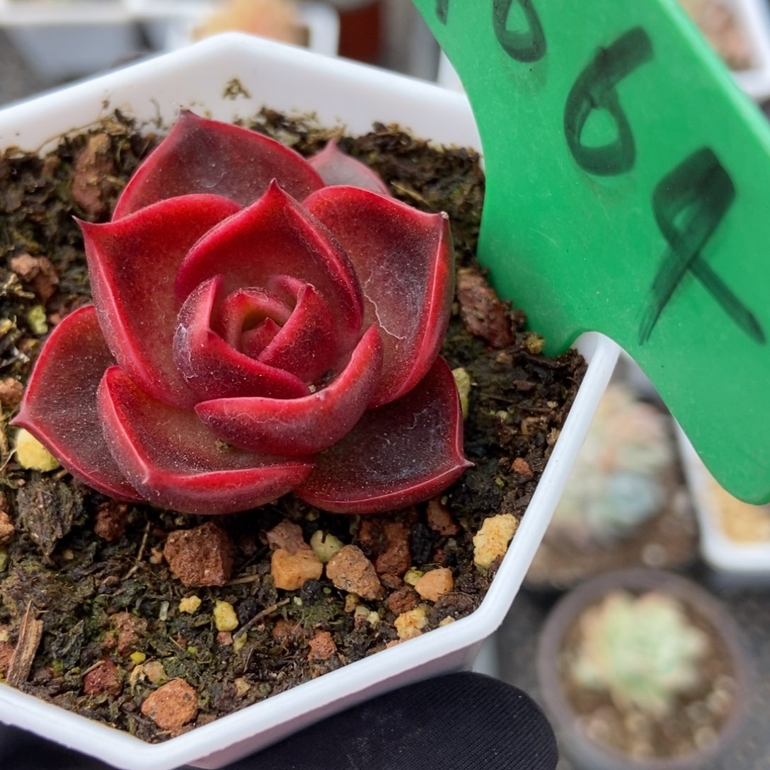 1664红灯多肉植物保护