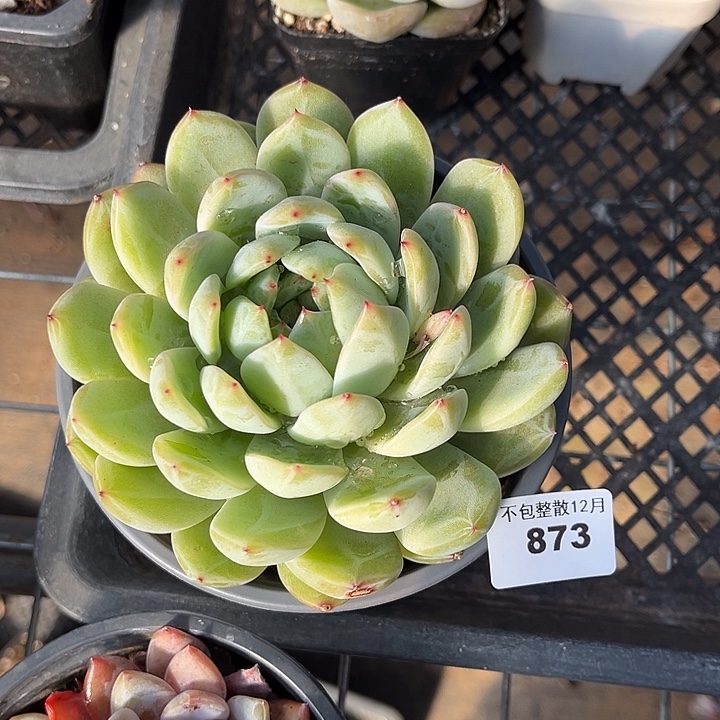 阿雅园艺。     873大雪花